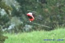 MHM07 Munich Heli Masters 2007